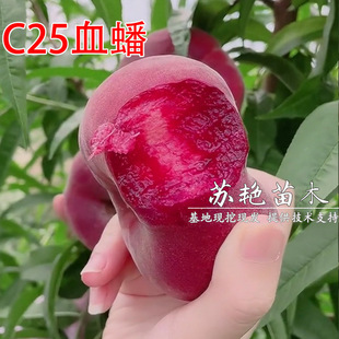 ������ �޽��Ҙ���t��ë����� C25Ѫ��� Ѫ��Ҙ����ϱ����Nֲ