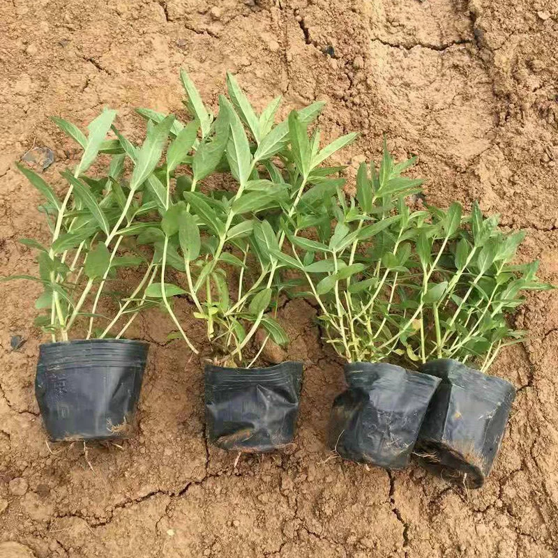 Водные растения, водный гиацинт, искусственные растения для ландшафтного озеленения болот, клумбы, дворовые сады, инженерные саженцы для озеленения.