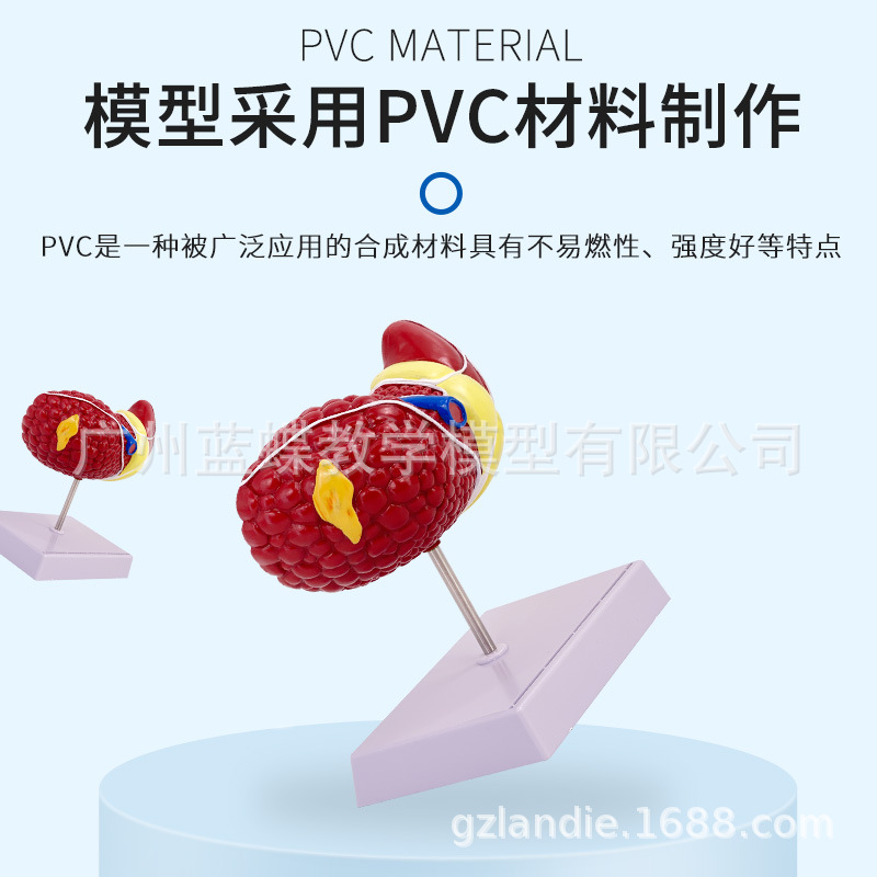 ��ɫ����ģ�ͳ����ٴ���������ҽ����ҽ����ͨӲ��֬���׸ε��ڿ�