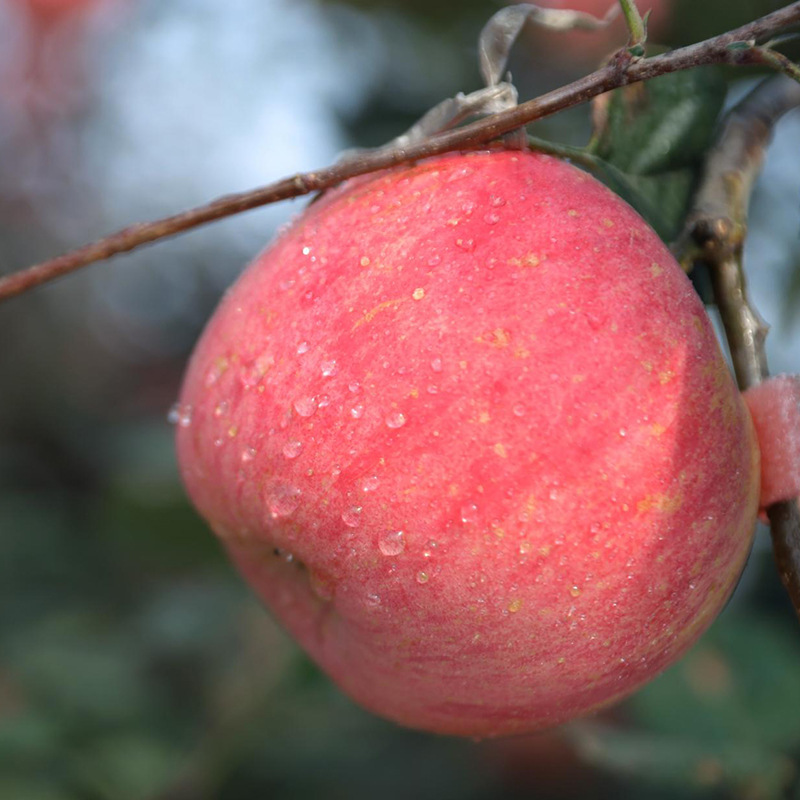 Orchard Wholesale Gift Box Packed with Shandong Yantai Red Fuji Apples, Crisp, Sweet, and Juicy Small Yantai Apples