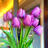 Tulip species ball flower seed seed seed seed seeds are easy to live cold water resistance to soil cultivation pots and pots of imported heavy petal balls in the Netherlands