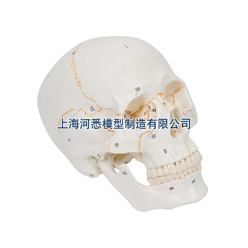 医学人体头颅骨模型带数字标识-阿里巴巴