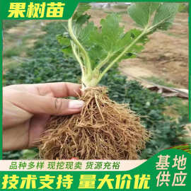 大量现货供应妙香七号草莓秧苗 量大从优 甜查理草莓苗批发