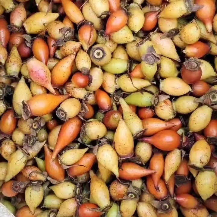 Wild Jin Ying Zi Dried Cherokee Rose Fruit 金樱子 for Herbal Wine and Decoctions 360g specifications