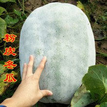 ��Ƥ���ϷN���ļ��߲˷N���ﶬ���߮a���챱���Ϸ���Ƥ���ϷN��