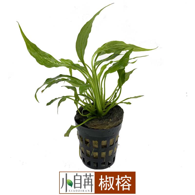 Живые водные растения, такие как филодендрон перечный, водный филодендрон и водная трава для оформления аквариума, настоящие аквариумные декорации, светолюбящие водные растения для выращивания в воде.