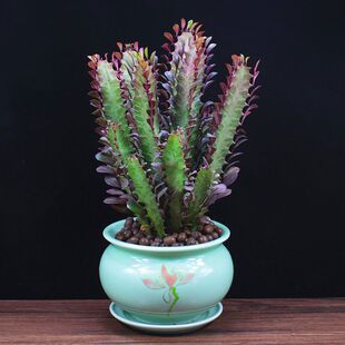 ���������k���҃Ȼ��ܿ͏d�辰�̨�����ƺ��Bֲ���ݗ������Gֲ