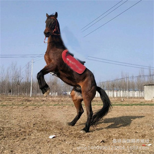 ��Ͼ��^�ð��R���T�˵ļ�Ѫ�R��Ѫ�R �����RС�R�x��Ѫ�R����