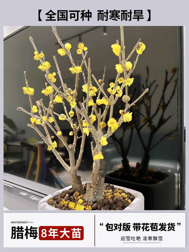 8년 [향이 강한 겨울매실 접목] + 특수비료 (개화기에는 꽃이 피고, 재발생하지 않음)