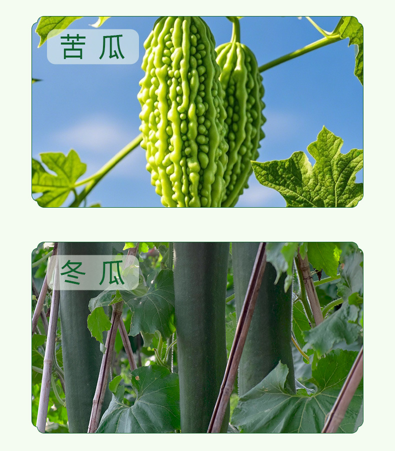 Sang Ye Shuang Gua Cake Mulberry Leaf Winter Melon Bitter Gourd Herbal Pastry 100g Jar Traditional Snack quality and texture