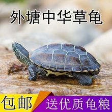 乌龟中华草龟活体宠物龟龟放养好生存深水金线草龟下蛋大草龟代发