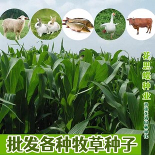 Pasture Seeds, Rye Grass, Corn Grass, Sudan Grass Seeds, Purple Clover, Chicory, Alfalfa, High Dan Grass Seeds, No