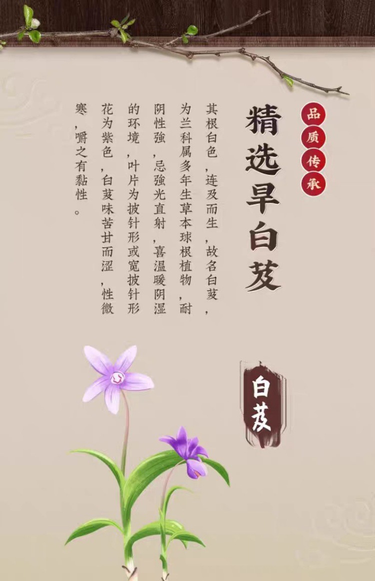 Bai Ji Slices (Bletilla striata) — Guizhou Dried Rhizome Slices, 500g overview