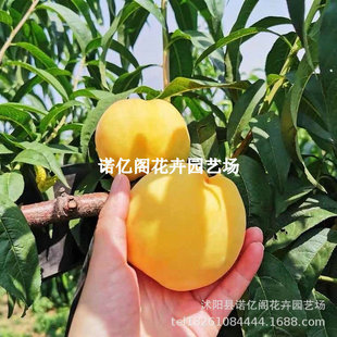 ���ҽ����S�Ҙ��������S��������޽��ϱ����Nֲ���Ե��Ԯ���Y��