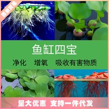 鱼缸水草鱼草真草净化水质绿植水培植物氧气泵增氧泵养鱼造景摆牙