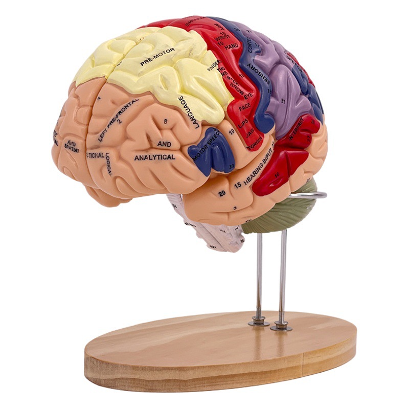 Modelo de la anatomía del cerebro humano 2 veces aumento 4 partes cerebro adjunta arteria cerebral modelo cerebrovascular