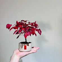 火焰南天竹绿植年宵好养桌面客厅阳台办公室盆景禅意盆栽耐寒植物