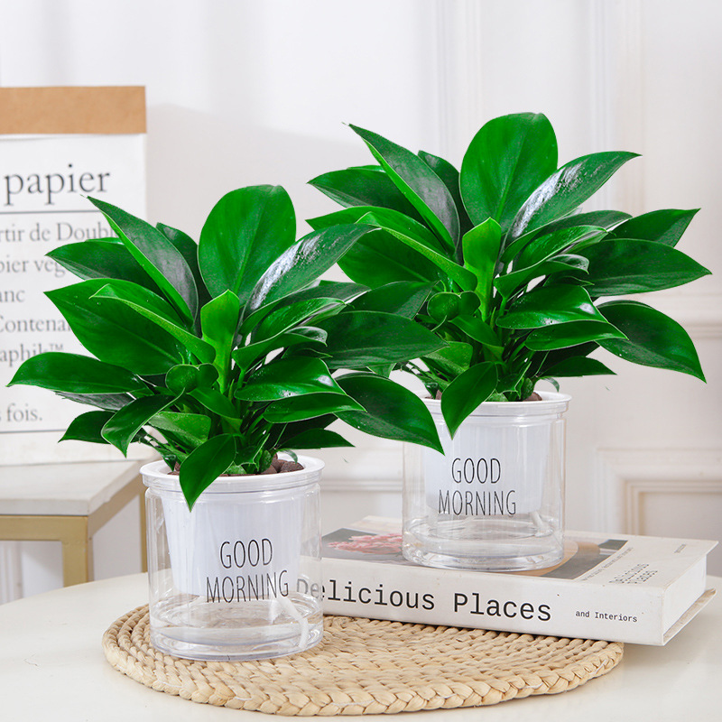 [화분 2개 특가] 골든다이아몬드 25cm 3그루(굿모닝 화분) + 영양액