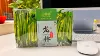 Dragon Green Tea 25 Poch/Box