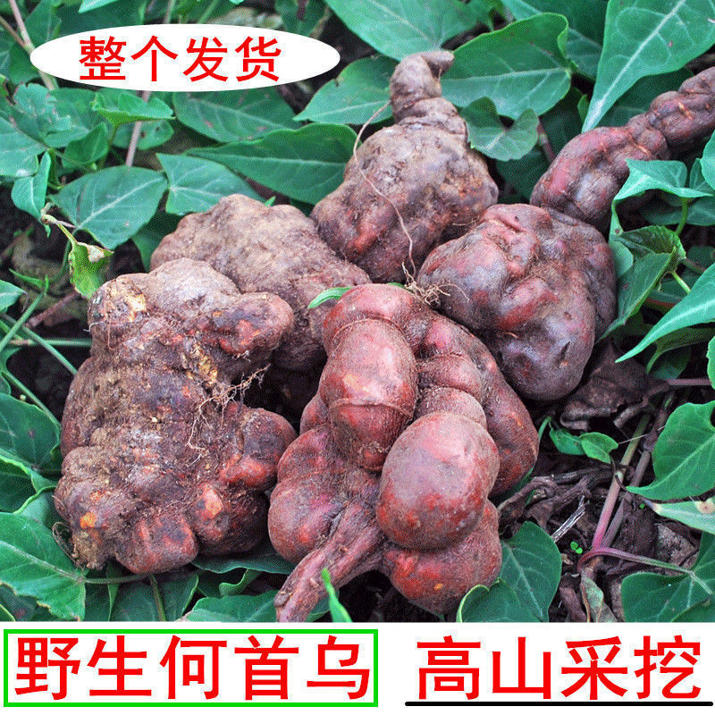 何首乌野山新鲜何首乌中何首乌苗鲜首乌赤首乌生首乌500克H6真货