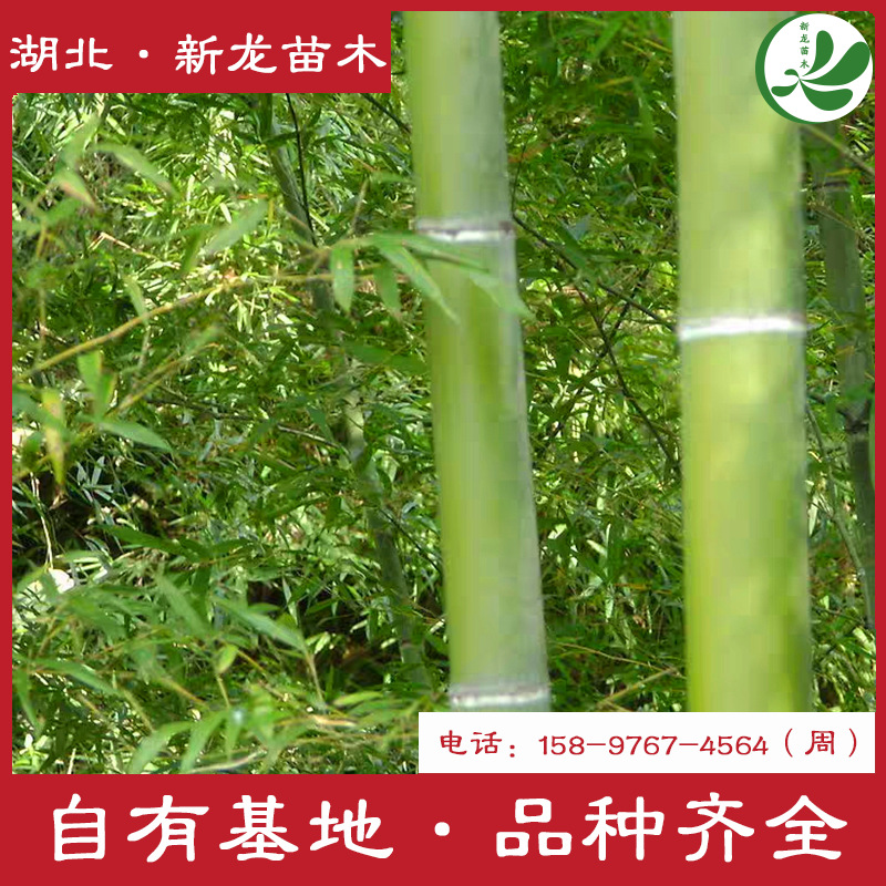 其它竹类 其它竹类价格 最新其它竹类批发报价 种苗花卉网