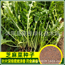 芝麻菜种子野菜生菜沙拉菜东北臭菜四季种植阳台盆栽蔬菜春季种子