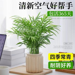 Pocket Coconut Hydroponic Plant Potted Indoor Green Plant Suitable for Lazy People to Purify the Air and Evergreen All Year Round