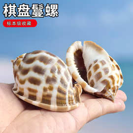 天然贝壳海螺标本收藏级棋盘鬘螺拍摄摆件鱼缸造景装饰寄居蟹替换