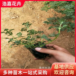 青州宿根花卉 草花美女樱 公园绿化工程苗 大量现货