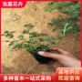 青州绿化公园大量草花