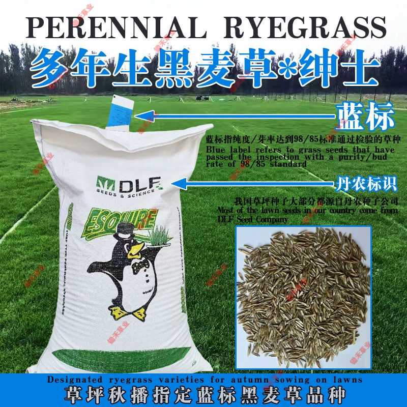 Семена многолетней люцерны для газонов на гольф-поле, высокоскоростные семена для защиты склонов, газонная трава для джентльменов