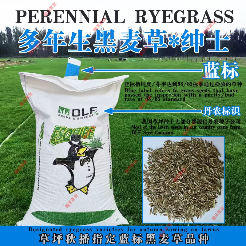 多年生黑麦草草种高尔夫草籽球场果岭草高速种子护坡草绅士