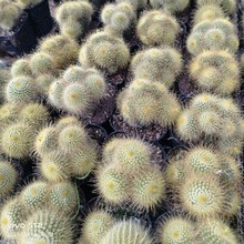 ��z��Ⱥ���������ֲ���������ƶ��^�M�ϻ��������ͺ��ͺ�ֲ��