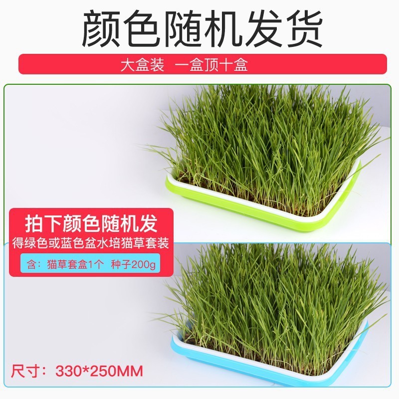 Hierba para gatos Juego de plantación de semillas de hierba para gatos hidropónica Crema para eliminar la piel para gatos Bolas para eliminar semillas de hierba para gatos Aperitivos para gatos Menta para gatos