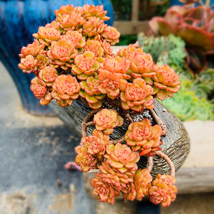 Wax Peony Group Succulent Plants, Expensive Goods, Large and Easy to Grow, Rare Varieties, Succulent and Succulent Old Piles, Clearance