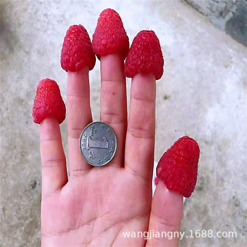 Саженцы малины Односезонные и двухсезонные Северо-восточные Красные Желтые Черные Саженцы малины Посадка в горшках Балкон Фруктовые саженцы на юге и севере