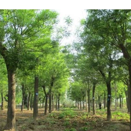 Sophora japonica саженцы Ландшафтные деревья цилиндрические зеленая линия листва садовые растения Лиственные уличные деревья садовые растения