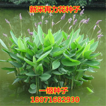 ˮ��ֲ�� �������N�� ���~�J���S���JȔˮ�[ˮ���J�Sβ�N�Ӵ��Ĳ�