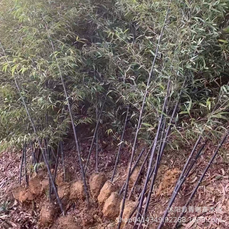 批发 竹子苗 紫竹苗 青竹苗 毛竹苗 黄竹苗 庭院绿化 品种齐全