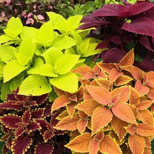 Colorful Grass Potted Courtyard Balcony Four-Season Foliage Plants Heat-Resistant and Sun-Resistant Easy to Survive Colorful Su Garden Palette