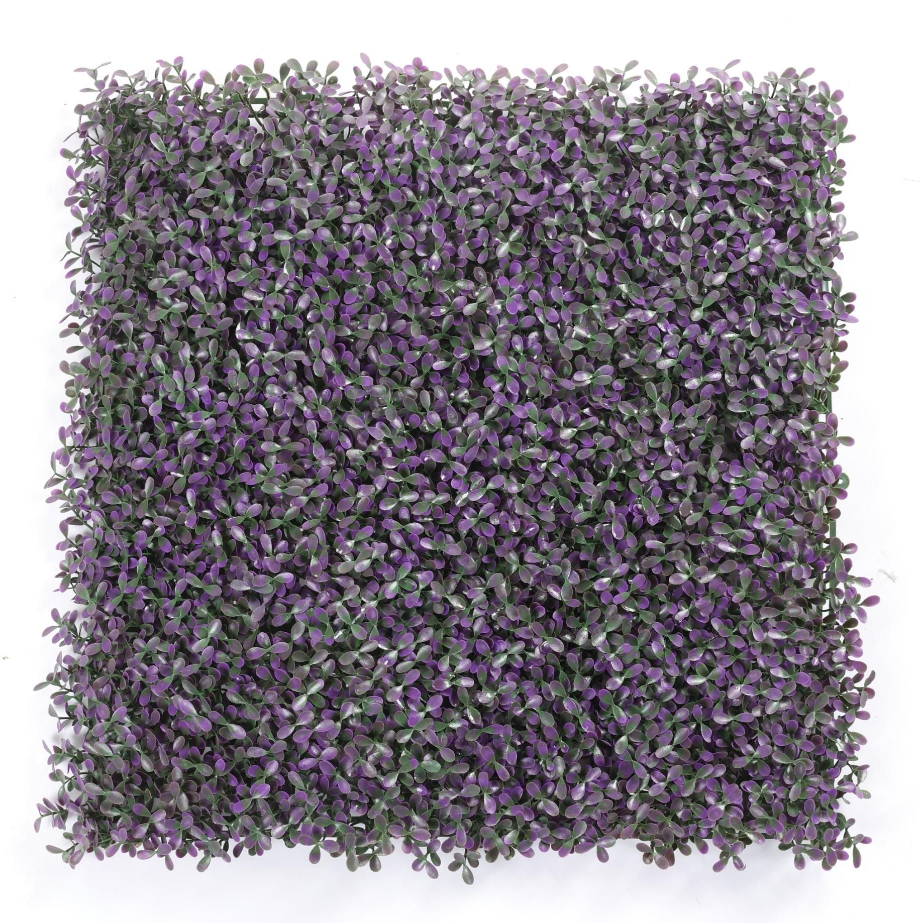 Purple peanut grass
