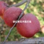 北方全红种植嫁接苹果苗