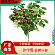 һ�����l܇���Ә�����Ҙ�������Ԯ���Y���Ϸ������Nֲ�޽Ӱ���