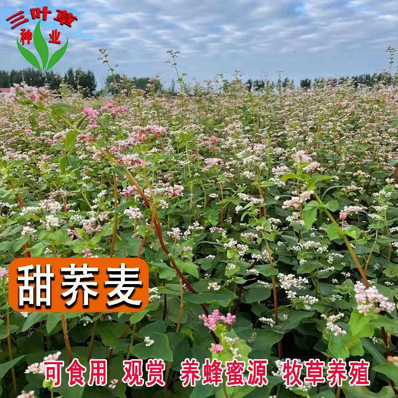 Семена сладкой гречихи съедобная гречневая крупа