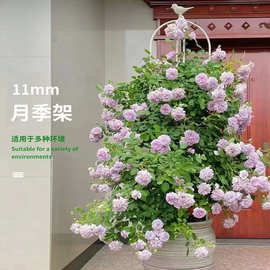 爬藤架户外阳台园艺庭院风车茉莉花支架支撑杆月季铁线莲花柱架子