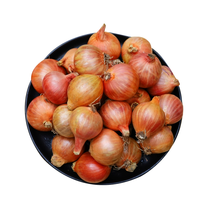 Специальность северо-восточной фермы зеленого лука, маленький лук, мини-круглый красный лук, новый зеленый лук этого года, свежие овощи