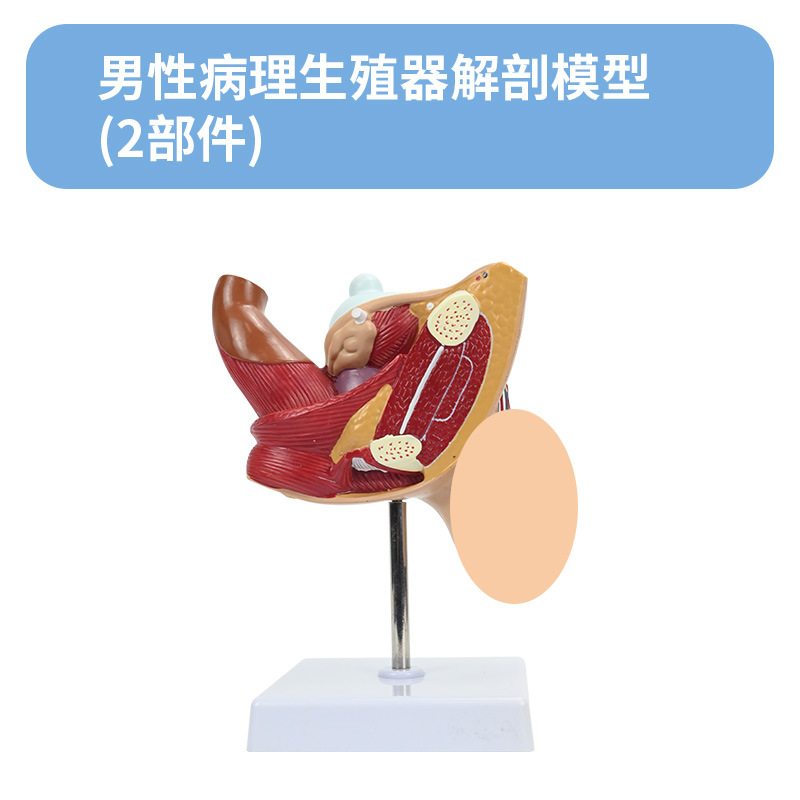 ��Ů��ֳϵͳģ�� ҽԺ������ϵͳ��ѧģ�� ʸ״�������ٽ���ģ��