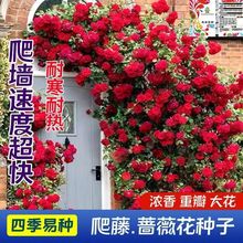 玫瑰花种子四季开花易活花卉种子室内阳台盆栽香水玫瑰花种子