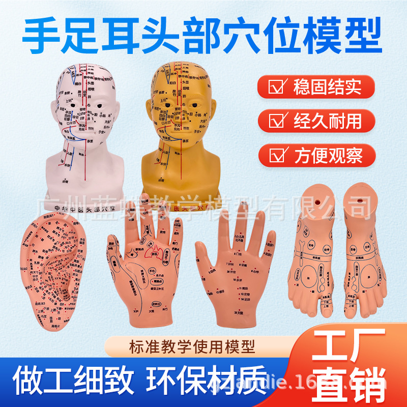 手 耳 脚 头部穴位模型 足底按摩脚部足部反射区模型按摩针灸艾灸