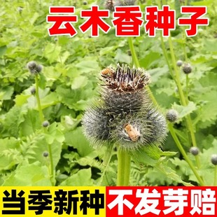 �ľ��N���²��ľ���r�I��Ұ��ľ�����ͳ����ļ��NֲͥԺ�N����